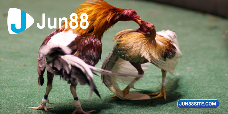 Hình ảnh các trận chọi gà siêu đẹp được truyền tải