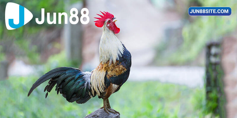 Vảy gà ngũ quỷ mặc dù không có lối đá ấn tượng nhưng lại sở hữu đòn độc